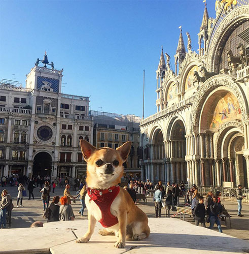 Chú chó đi du lịch nhiều nhất thế giới