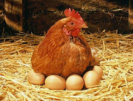EU quan tâm tới đời sống của gà
