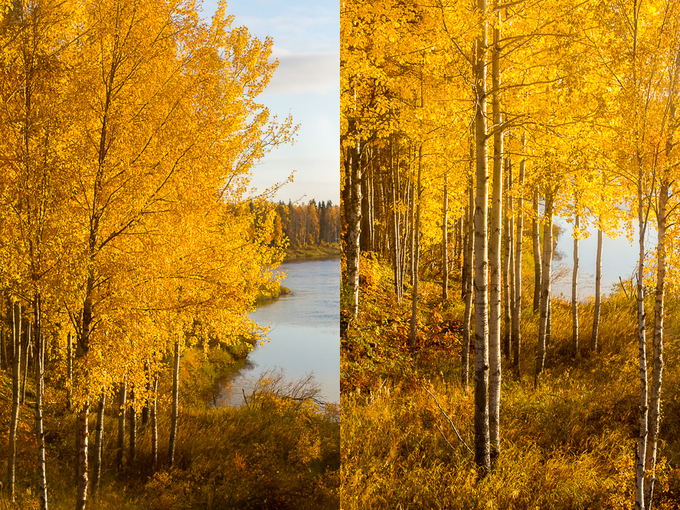 Rừng cây thay lá vàng như mật ngọt ở Phần Lan