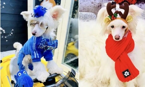 Chi 7.000 bảng mua quà Giáng sinh cho chó